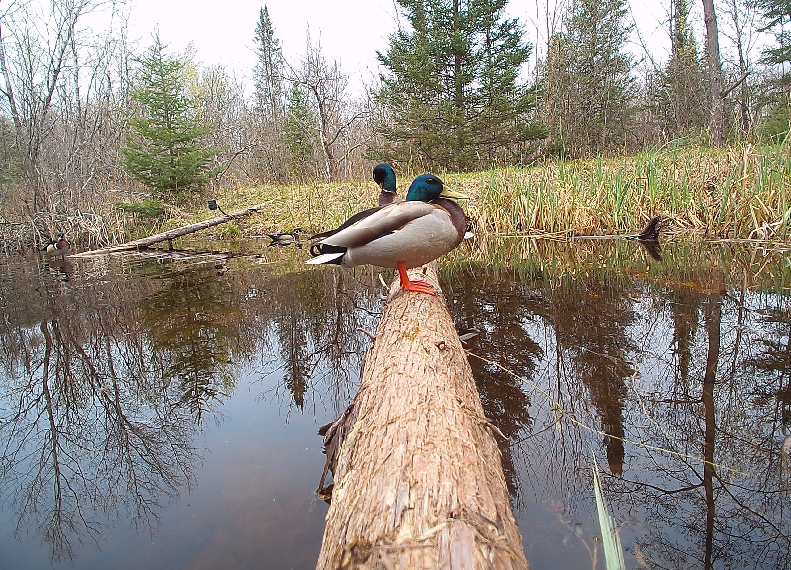 hunting camera Detail