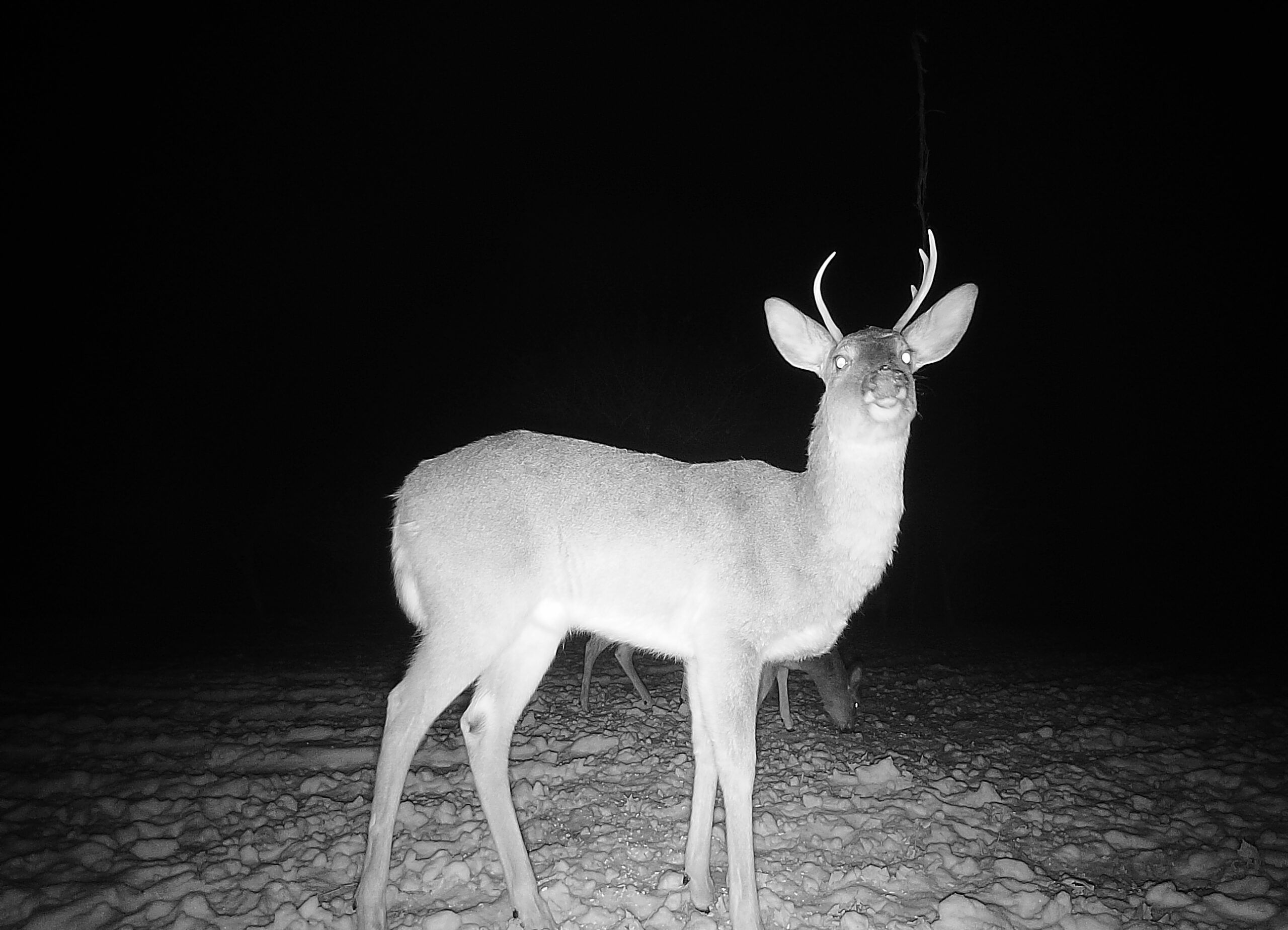 hunting camera Detail