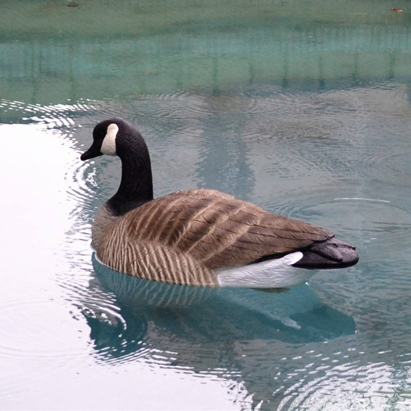 Canadian Snow Goose Hunting Decoys